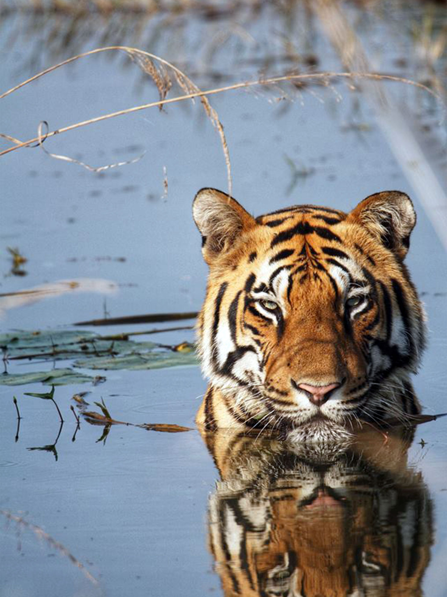 Know_your_national_animal